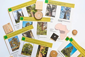 Коллекция "Древесные растения и их распространение" (демонстрационная) - fgospostavki.ru - Киров