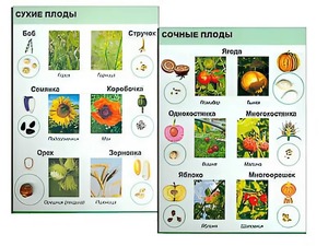 Коллекция "Семена и плоды" - fgospostavki.ru - Киров