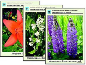 Гербарий фотографический "Основные группы растений" - fgospostavki.ru - Киров