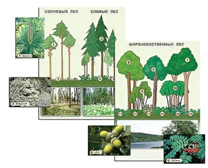 Гербарий фотографический "Растительные сообщества. Лес" (раздаточный) - fgospostavki.ru - Киров