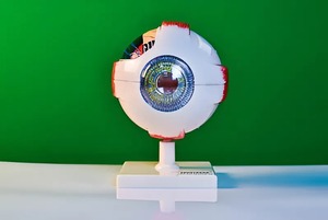 Модель глаза - fgospostavki.ru - Киров