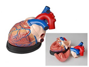 Модель сердца в разрезе (демонстрационная) - fgospostavki.ru - Киров