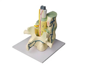 Модель части позвоночника человека - fgospostavki.ru - Киров