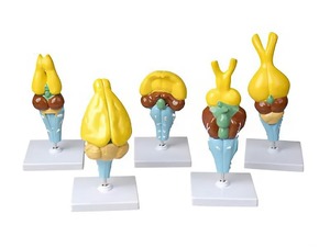 Комплект моделей строения мозга позвоночных - fgospostavki.ru - Киров