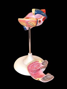 Модель сердца (лабораторная) - fgospostavki.ru - Киров