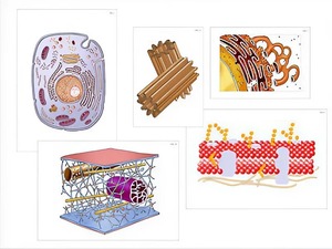 Модель-аппликация "Строение клетки" (ламинированная) - fgospostavki.ru - Киров