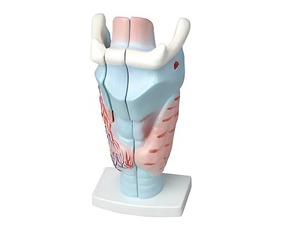 Модель гортани в разрезе - fgospostavki.ru - Киров