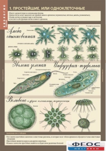 Комплект таблиц. Биология 7 класс. Животные. - fgospostavki.ru - Киров