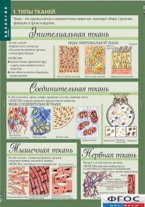 Комплект таблиц. Биология 8-9 класс. Человек. - fgospostavki.ru - Киров