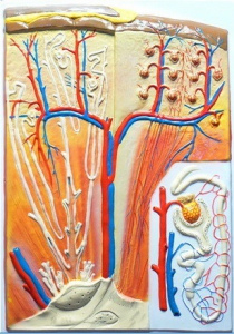 Модель барельефная "Почка" (макро-микростроение) - fgospostavki.ru - Киров