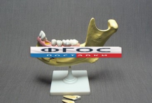 Модель "Челюсть разборная" - fgospostavki.ru - Киров