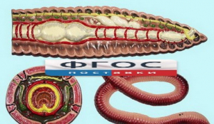 Модель барельефная "Внутреннее строение дождевого червя" - fgospostavki.ru - Киров