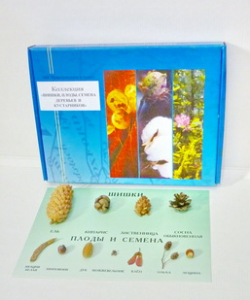 Коллекция "Шишки, плоды, семена деревьев и кустарников" - fgospostavki.ru - Киров