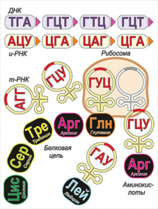 Модель-аппликация Биосинтез белка - fgospostavki.ru - Киров