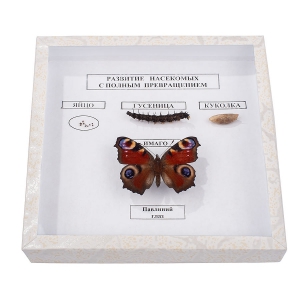 Коллекция энтомологическая "Развитие насекомых с полным превращением" - fgospostavki.ru - Киров