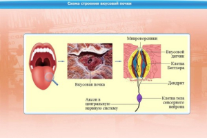 Интерактивные курсы. Биология 10 класс. Расширенный. - fgospostavki.ru - Киров