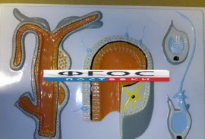 Модель барельефная "Внутреннее строение гидры" - fgospostavki.ru - Киров