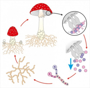 Модель-аппликация Размножение шляпочного гриба - fgospostavki.ru - Киров