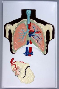 Модель барельефная "Строение легких" - fgospostavki.ru - Киров