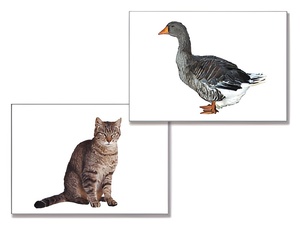 Дидактическое пособие "Домашние животные" (24 карточки) - fgospostavki.ru - Киров