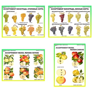 Плакаты ПРОФТЕХ "Ассортимент плодово-ягодных культур" (19 пл, винил, 70х100) - fgospostavki.ru - Киров