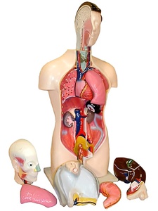 Торс человека разборный (42 см.) - fgospostavki.ru - Киров