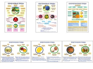 Плакаты ПРОФТЕХ "Плоды" (6 пл, винил, 70х100) - fgospostavki.ru - Киров