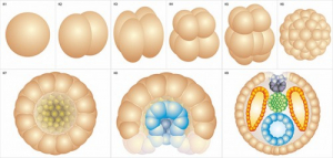 Модель-аппликация Размножение и развитие хордовых - fgospostavki.ru - Киров