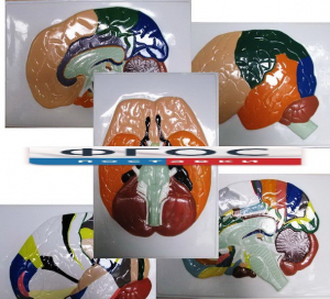 Модель барельефная "Доли, извилины, цитоархитектонические поля головного мозга" (5 планшетов) - fgospostavki.ru - Киров