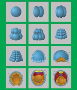 Модель-аппликация "Размножение и развитие хордовых" (набор из 12 карт) - fgospostavki.ru - Киров