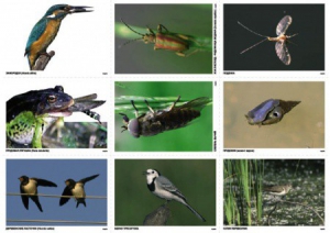Комплект таблиц Природные зоны России. Сообщества (комплект 18 таблиц) - fgospostavki.ru - Киров