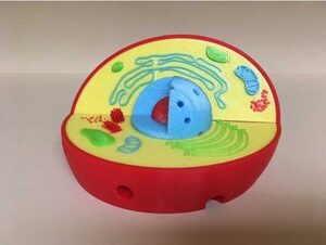 Модель растительной клетки - fgospostavki.ru - Киров