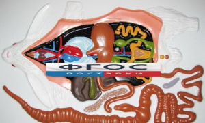 Модель барельефная "Внутреннее строение кролика" - fgospostavki.ru - Киров