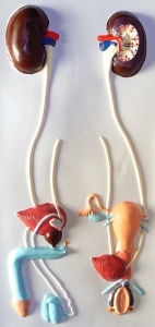 Модель барельефная "Мочевыделительная система" - fgospostavki.ru - Киров