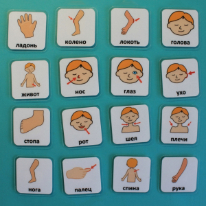 Набор карточек "Части тела" - fgospostavki.ru - Киров