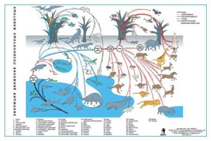 Комплект таблиц "Эволюция движений позвоночных животных" - fgospostavki.ru - Киров