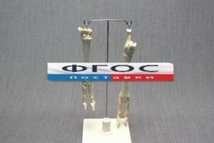 Скелет конечности овцы (передняя и задняя) на подставке - fgospostavki.ru - Киров