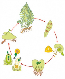 Модель-аппликация Размножение папоротника - fgospostavki.ru - Киров