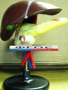 Модель "Печень". Вариант 2 - fgospostavki.ru - Киров