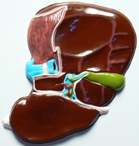 Модель барельефная "Печень" (висцеральная поверхность) - fgospostavki.ru - Киров