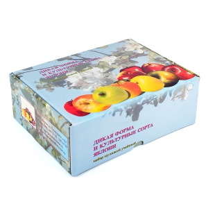 Набор муляжей "Дикая форма и культурные сорта яблок" - fgospostavki.ru - Киров