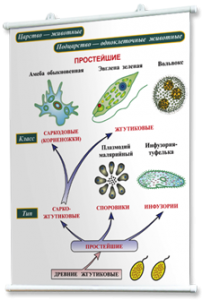 Плакаты по биологии для оформления кабинета. - fgospostavki.ru - Киров