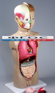 Модель Торс человека 65 сантиметров - fgospostavki.ru - Киров