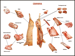 Таблица "Правила разделки мясных туш. Свинина" (100х140 сантиметров. винил) - fgospostavki.ru - Киров