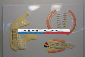 Модель барельефная "Челюсть человека" - fgospostavki.ru - Киров