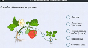 Интерактивные курсы. Биология 7 класс. Расширенный. - fgospostavki.ru - Киров