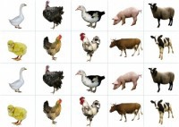 Комплект карточек "Запоминай, играй, считай" - Домашние животные - fgospostavki.ru - Киров