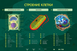 Электрифицированный стенд "Строение клетки" с маркерными полями - fgospostavki.ru - Киров