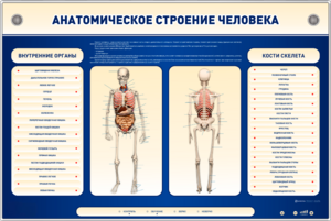 Электрифицированный стенд-тренажер c макетом скелета "Анатомическое строение человека" - fgospostavki.ru - Киров