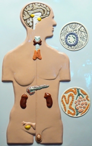 Модель барельефная "Железы внутренней секреции человека" - fgospostavki.ru - Киров